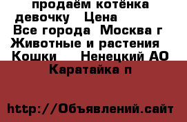 продаём котёнка девочку › Цена ­ 6 500 - Все города, Москва г. Животные и растения » Кошки   . Ненецкий АО,Каратайка п.